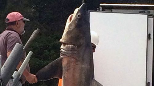 Great white shark pulled from nets at Bondi Beach