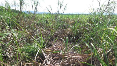 Entire crops of sugarcane are being destroyed by the rats.