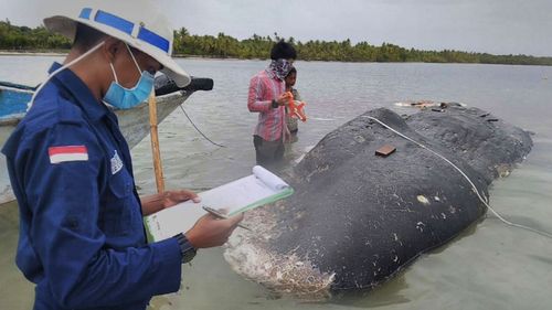 A dead whale filled with plastic has washed up on an Indonesian beach.