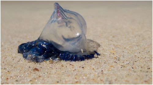 Researchers in Queensland have concluded the recent incerase in bluebottles hitting our beaches is due to a combination of wind, waves and currents pushing them near the shore.