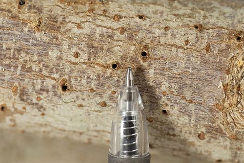 Exit holes in a tree made by the Polyphagus shothole borer