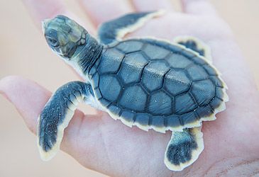 What species of sea turtle is unique to Australia?