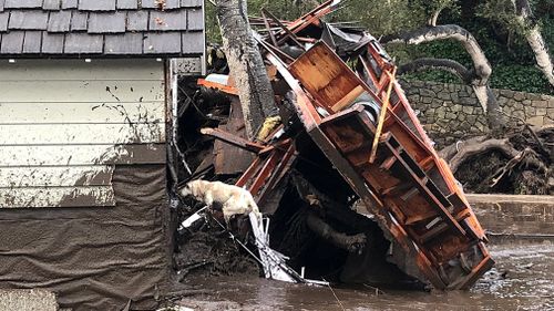 A fire search dog looks for victims in damaged and destroyed homes following deadly runoff of mud and debris from heavy rain overnight during heavy rains in Montecito, California. (AAP)