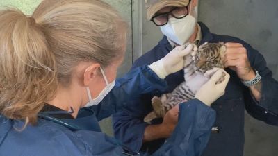 Adelaide Zoo has new Sumatran tiger cubs