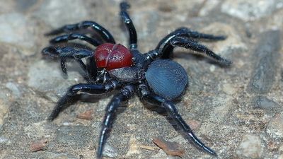Red-headed mouse spider
