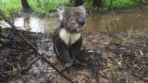 Mr Latter said the koala made it to safety. (Russell Latter/Facebook)