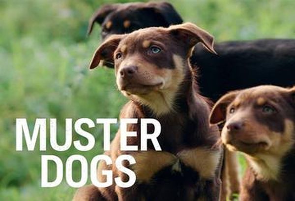 Muster Dogs