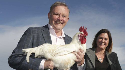 Anthony Albanese with a chicken and Labor candidate Kristy McBain at a farm on the NSW South Coast. 