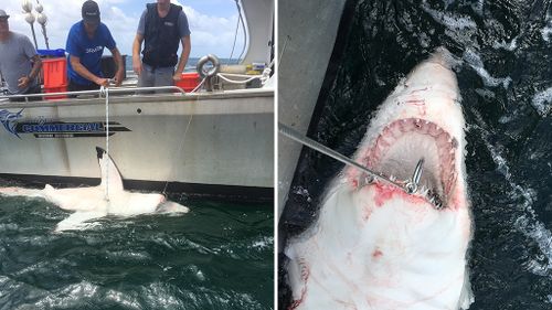 Five great white sharks caught off NSW coast after nets installed