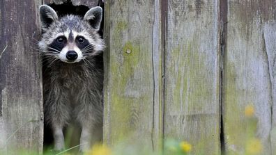 Tiger spotted in NYC turns out to be a large raccoon