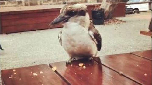 Kookaburra killing in Perth.