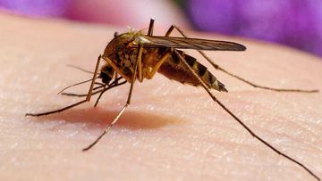 Murray Valley encephalitis is spread from infected mosquitoes.