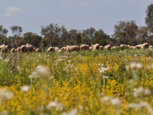 Di and John Hall's NSW property before the drought.