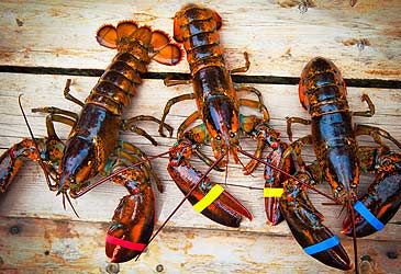 What colour blood do lobsters have?
