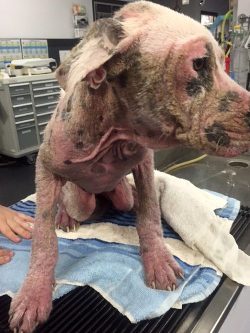 A five-month-old Bull Arab cross with severe mange was found in Ipswich on Friday morning. (Supplied)