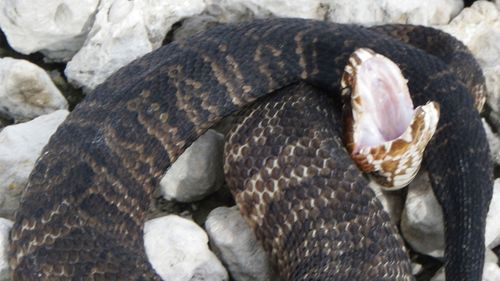 Florida cottonmouths are among America's most fearsome snakes.