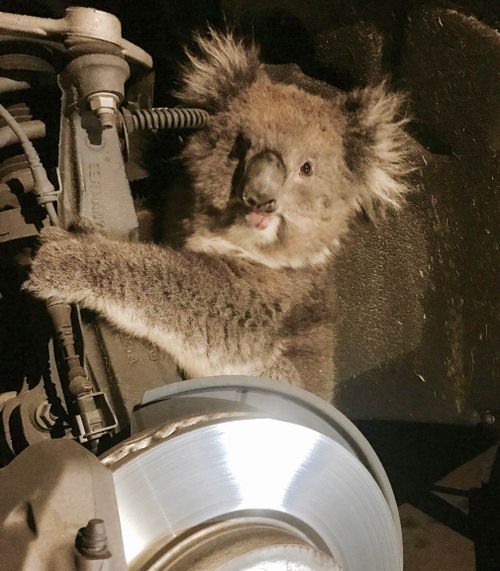 The traumatised koala managed to escape with only minor injuries. (Supplied)