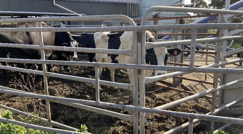 A man has been trampled by a cow in NSW.