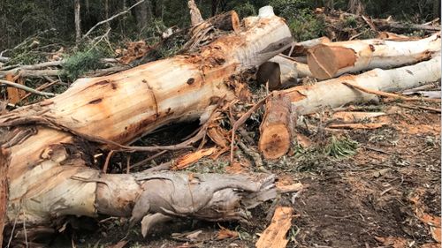 Vandals felled trees in Victoria's Lerderderg State Forest. (Supplied)
