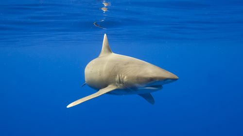 The man's rescuers heard a scream as the shark knocked him off the board and into the water before he was bitten. Picture: Getty.