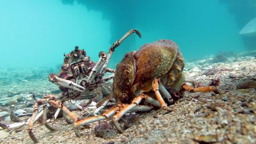 Spider crab moults from shell only to be devoured by massive stingray