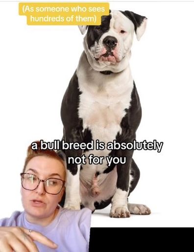 dog trainer on bulldogs