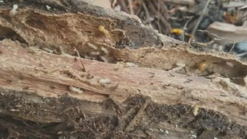 West Indian drywall ﻿termites detected in Queensland.