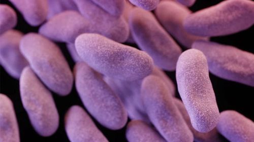 Woman dies from superbug resistant to every antibiotic