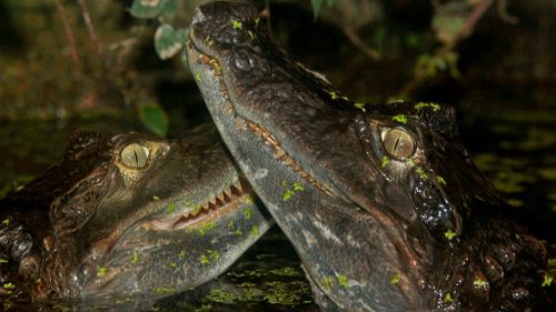 Crocodiles ‘Snap' and 'Crackle’ stolen from mobile zoo in Sydney  