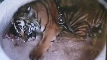 The missing tiger cub is believed to weigh nearly 27kg.
