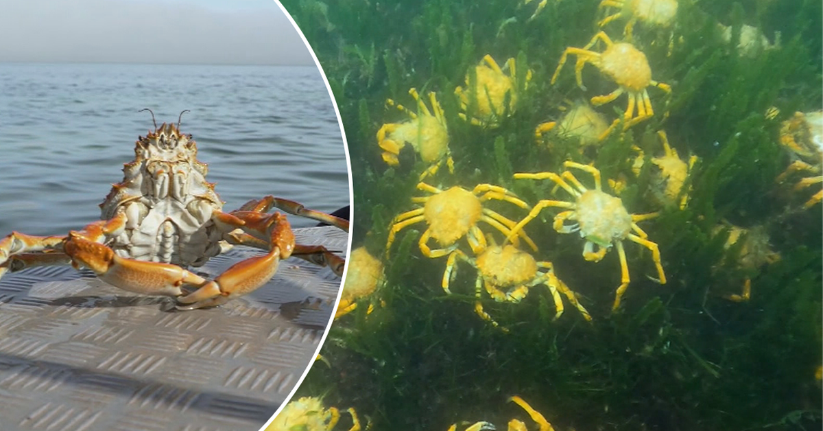 South Australians stunned by incredible spider crab display