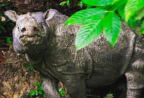 Sumatran rhinoceros Tam (WWF/Facebook)