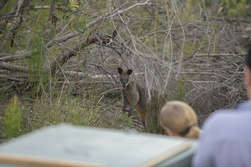 Ku-ring-gai Chase National Park is home to many swamp wallabies like Syd. (Taronga Wildlife Hospital)