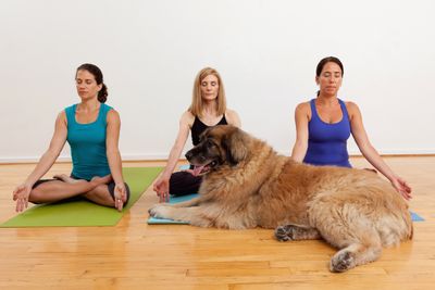<strong>Dog Yoga - Auckland, New Zealand</strong>