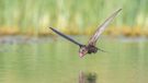 "Thirsty". Category: Birds in Flight. Gold award winner.