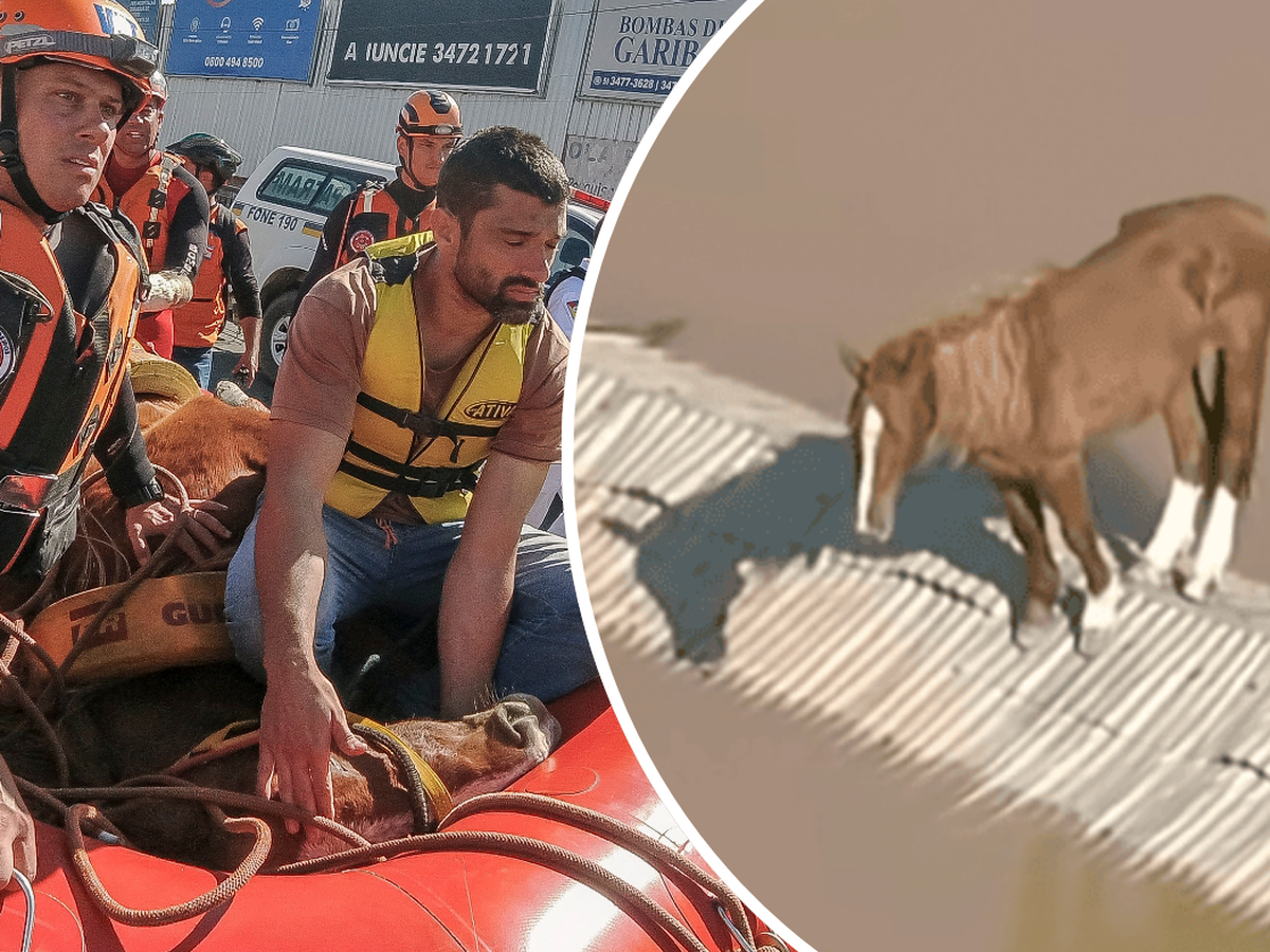 Brazil floods: Horse stranded on roof in Brazil amid floods rescued