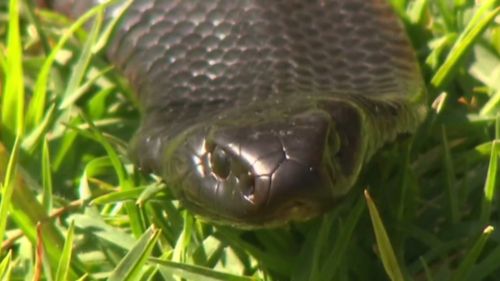 The brown snake is the most commonly identified species in snake attacks. (9NEWS)