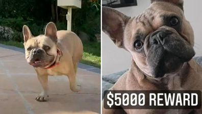 Queensland real estate agents used social media to help track down their lost pet pooch, offering a $5000 reward