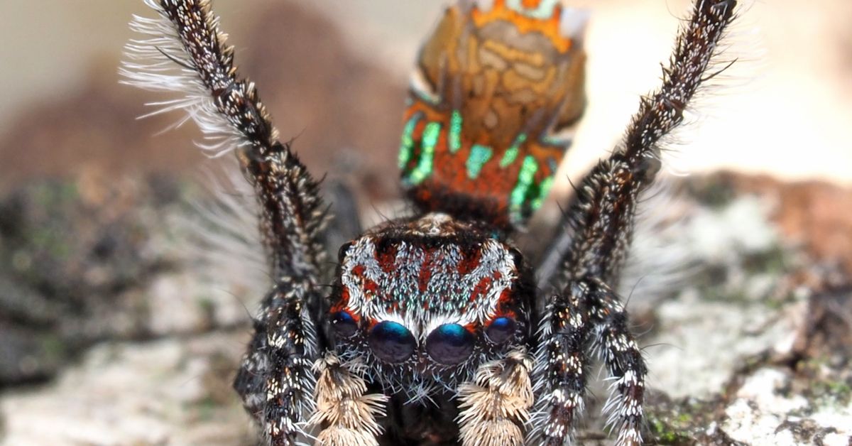 See Seven New Dazzling, Dancing Peacock Spiders, Smart News