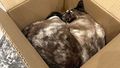 Owners 'hysterical' after cat shipped across the US in Amazon returns box