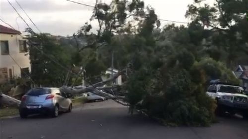 Trees across the city were brought down by the winds, causing up to 200 powerline-related hazards.