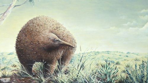 Scoperta fossile di echidna Museo di Melbourne