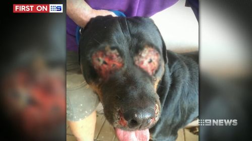 The dog's owner has since been fined $2000 for failing to mitigate harm. (9NEWS)