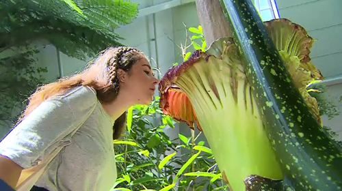 The 'Corpse Flower' gives off a rotting flesh smell when it blooms for 48 hours every two to three years. 