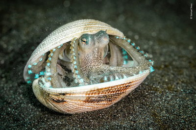 Samuel Sloss' submission to Wildlife Photographer of the Year