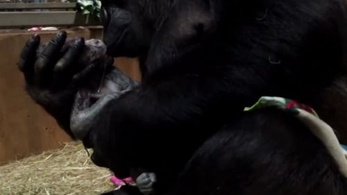 The mother can be seen cleaning, kissing and cradling Moke in the incredible video. (AP)