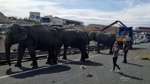 The elephants roam the Spanish motorway after the truck carrying them crashed. (Twitter).