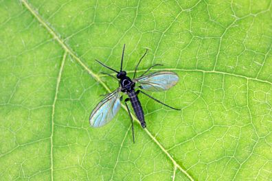 How to get rid of gnats from houseplants: Melbourne man shares simple hack  using three products