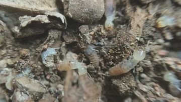 West Indian drywall ﻿termites detected in Queensland.