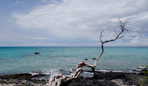 Seul arbre sec sur la plage d'Anaeho'omalu ;  Waikoloa, Big Island, Hawaï